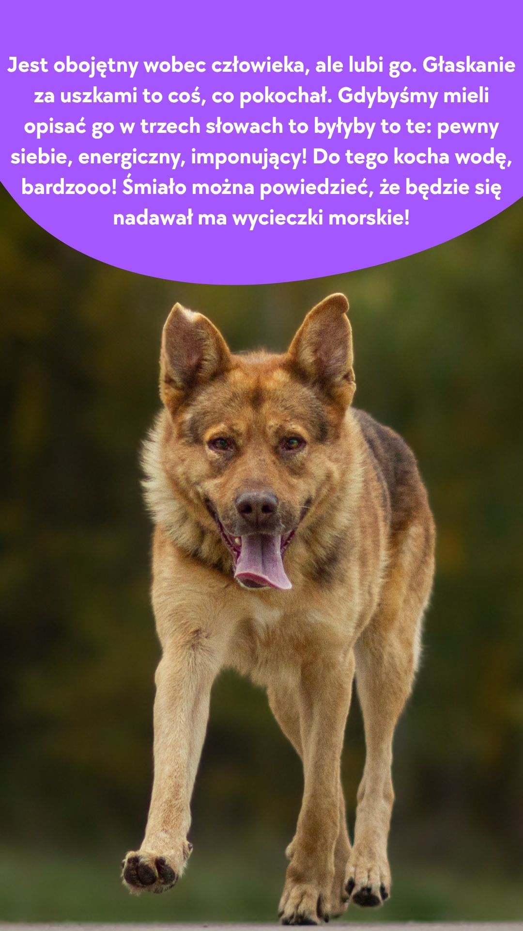 Wspaniały pies szuka domu!