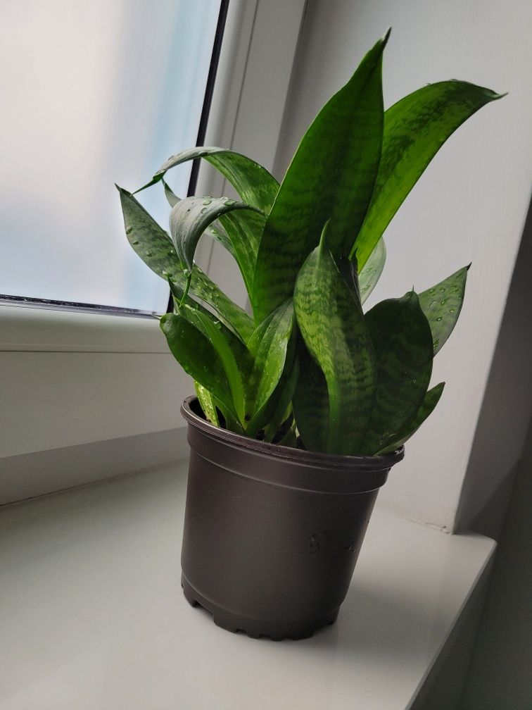 Sansewieria sansevieria hahni ciemnozielona