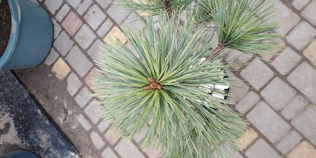 Сосна Pinus jeffreyi Joppi