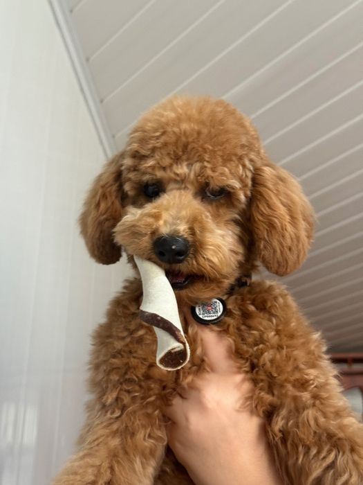 Мальтипу f2 7 місяців