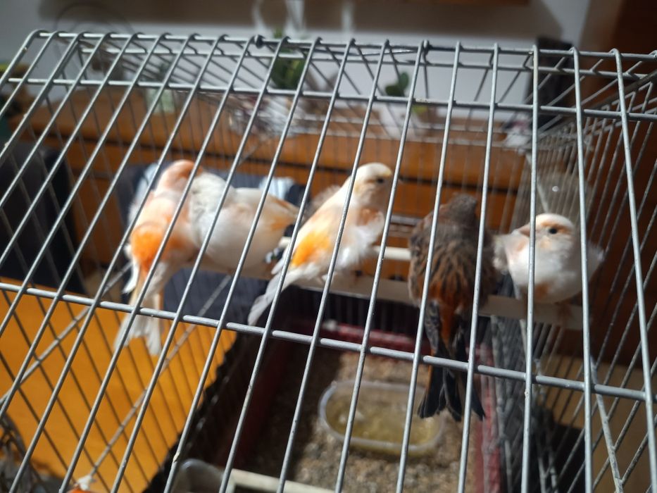 Para venda 7 canários Arlequim Português