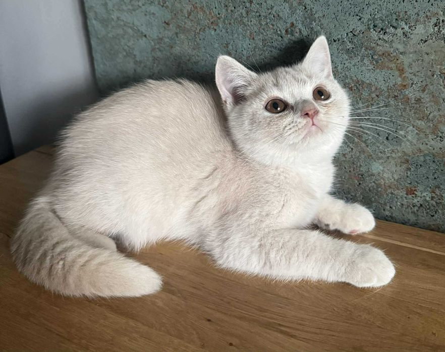 Flavia Liliowy Zakątek*Pl kotka w kolorze kremowym wystawowo/hodowlana