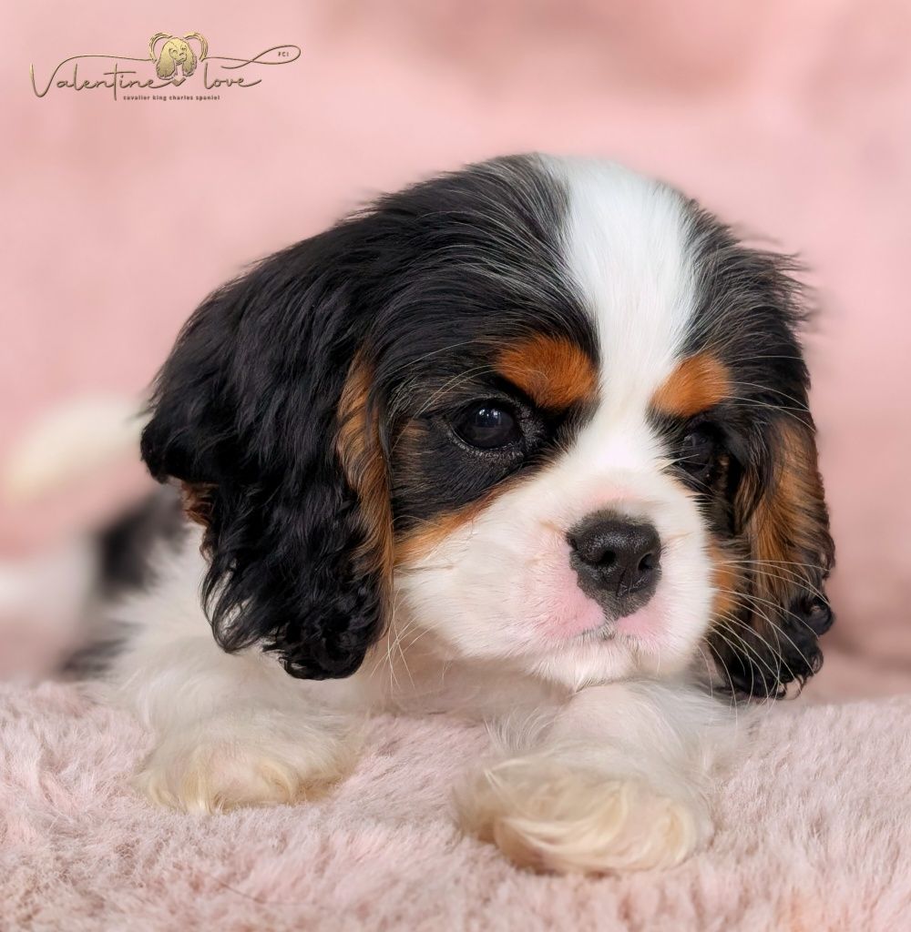 Cavalier King Charles Spaniel ZKwP FCI