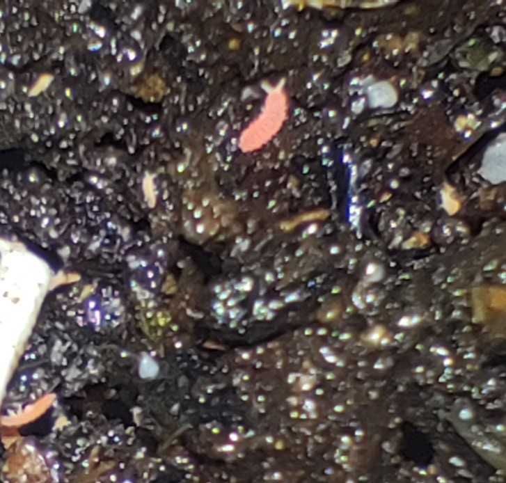 Tropical Springtails