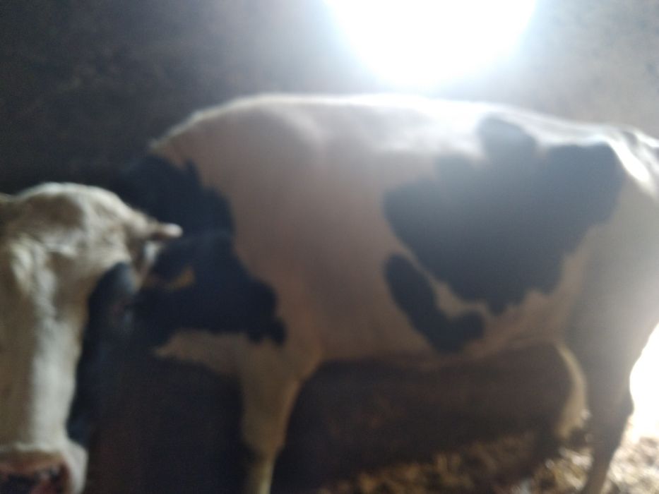 Sprzedam jałówke do zacielenia