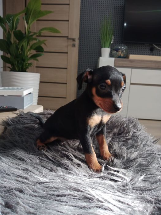 Pinczer miniaturowy suczka