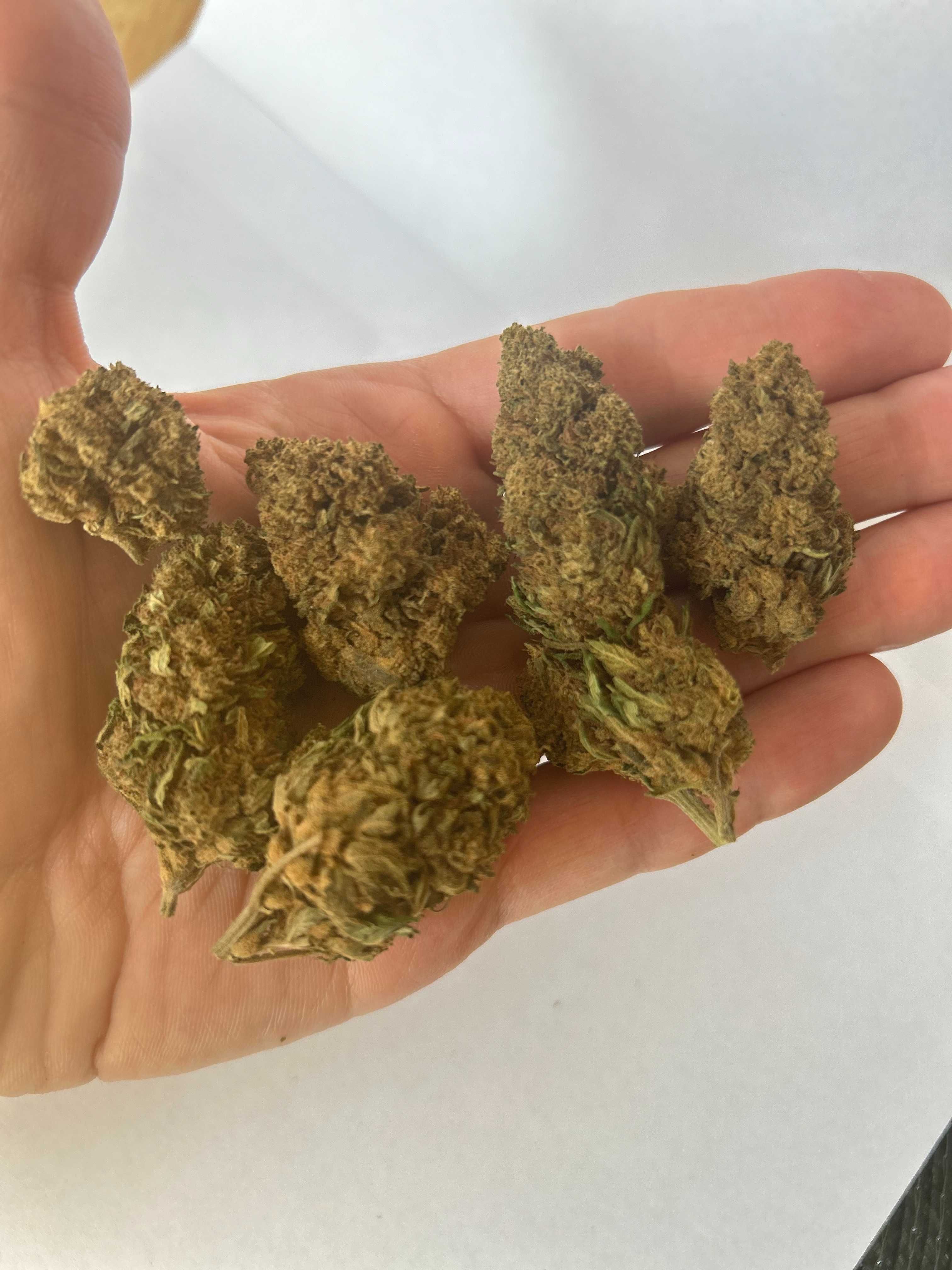 LEMON HAZE CBD 1KG Susz Konopny PREMIUM Naturalny Top Weed Hurt