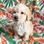 ^^suczka maltipoo^^