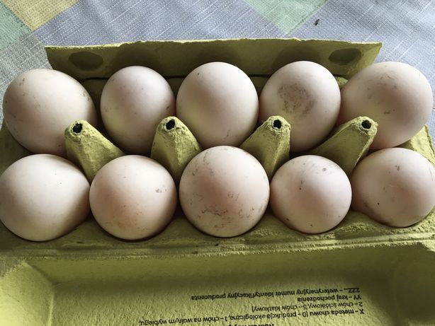 Jaja lęgowe kaczek staropolskich