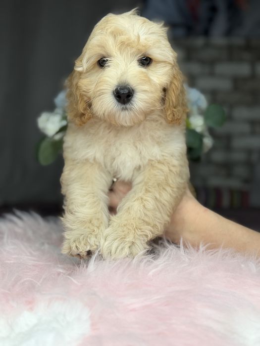 Миниатюрная девочка пудель