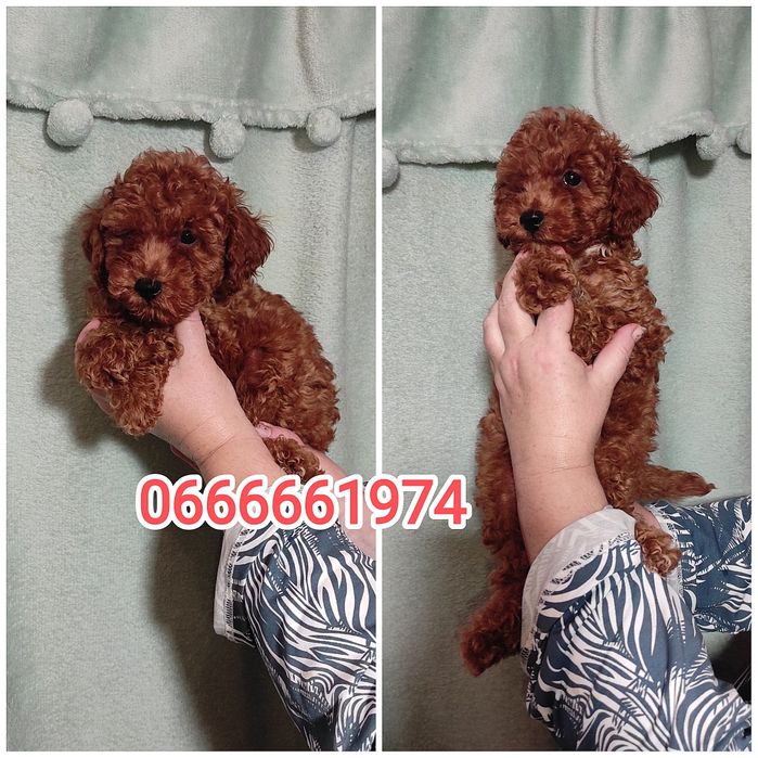 Цуценята Той Пудель Ред Браун з документами клубу ККУ