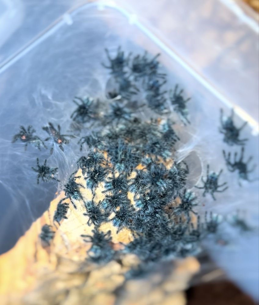 Caribena Versicolor L4 + pelna oferta Gdynia (wysyłka)