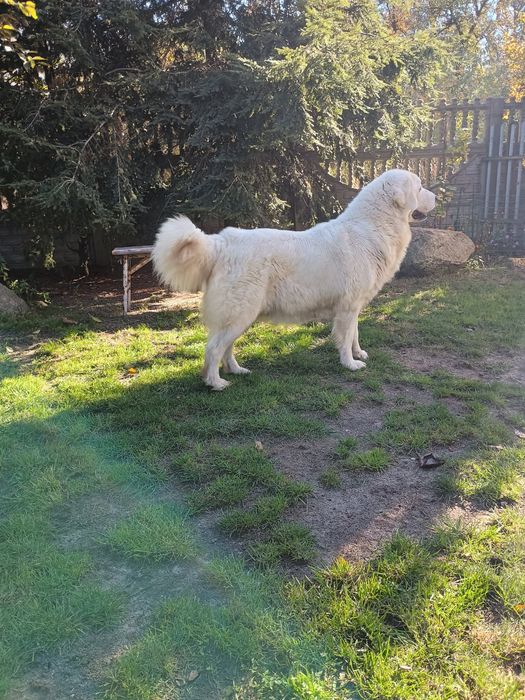 Suka hodowlana Owczarek Podhalański