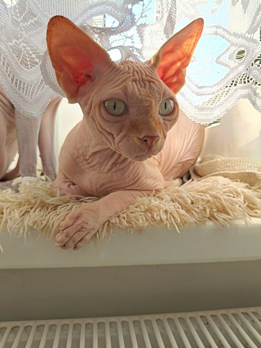 Rudy kocurek sfinks kanadyjski legalna hodowla FPL