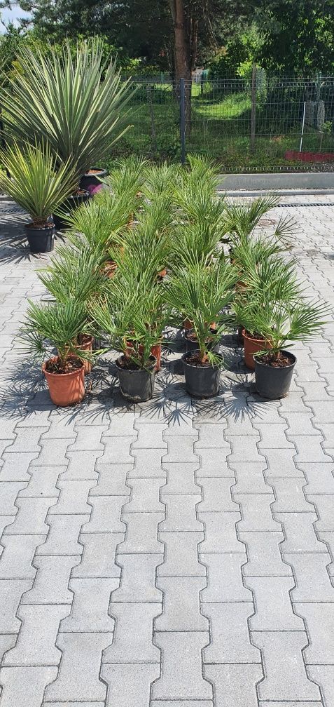 Chamaerops humilis karłatka palma mrozoodporna taras basen