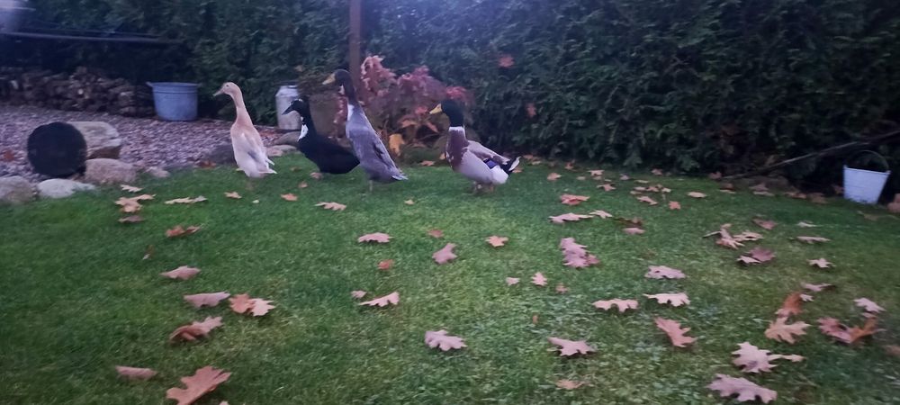 Sprzedam kaczki biegusy, staropolska i pomorska