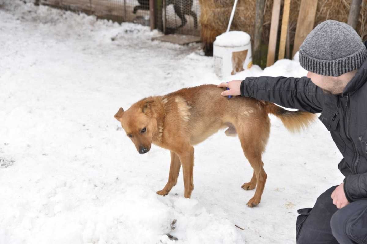 Tak długo w schronisku,nikt go nie chce,zwykły kundelek,rudy TOFIK