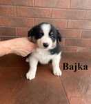 Border Collie, Suczka z Rodowodem, Rodzice przebadani, Bajka