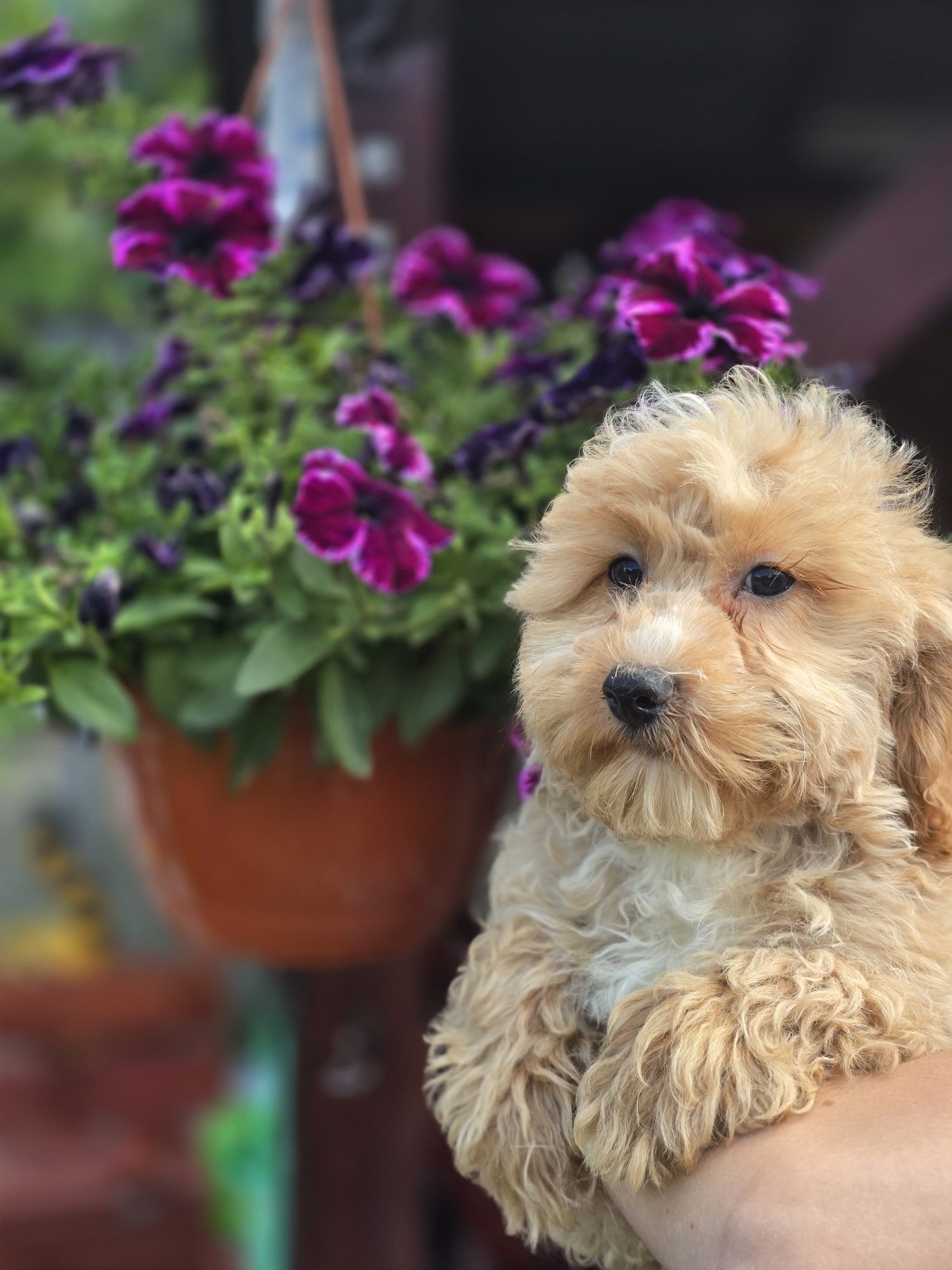 Maltipoo f1 piesek szczeniak do odbioru szczenię