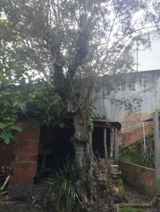 Oliveiras centenárias para jardim - várias disponíveis