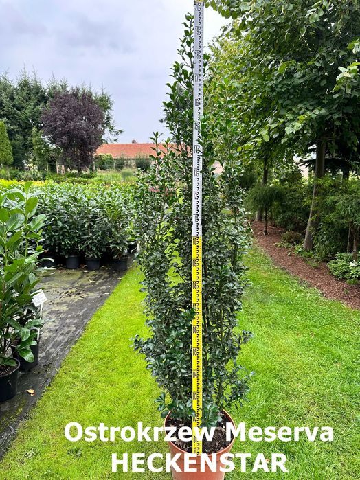 Ostrokrzew Meserva - WIELE ODMIAN i rozmiarów