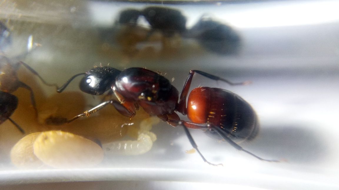 Q 2-5w kolonia mrówek Camponotus ligniperda, mrówki do formikarium