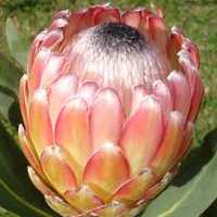 Vendo plantas de proteas Susara
