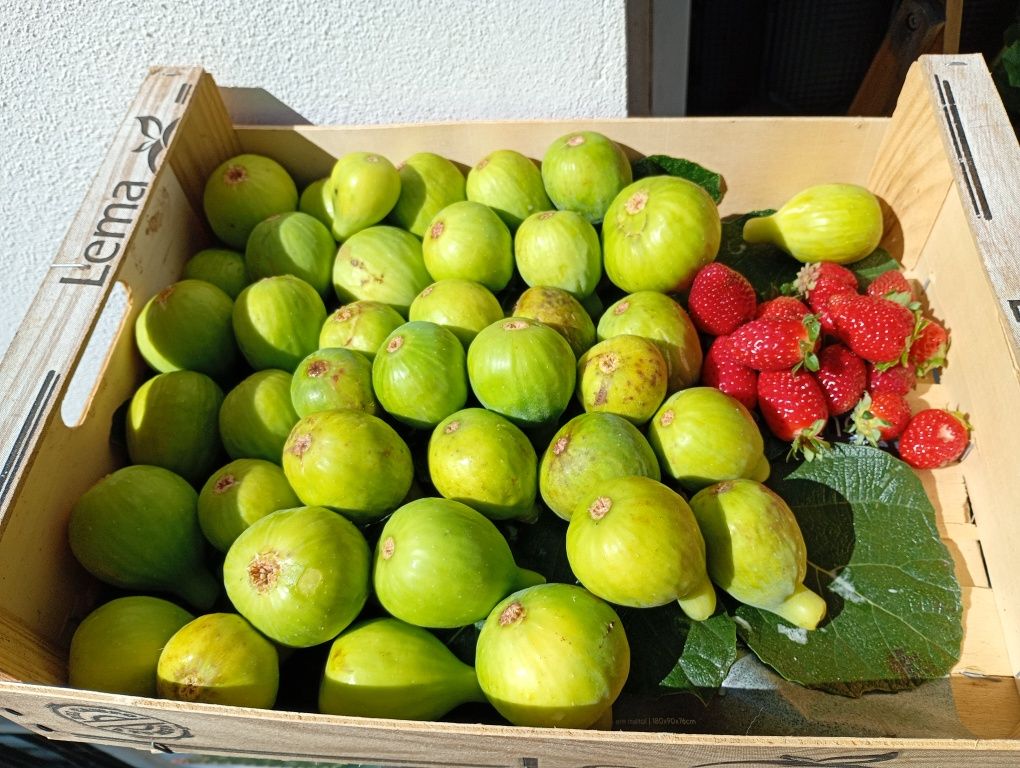 Figos pingo mel acabados de apanhar