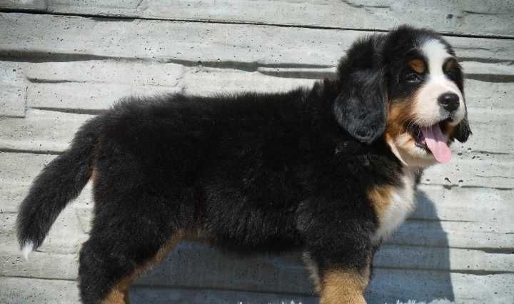 Bouvier Bernois disponível