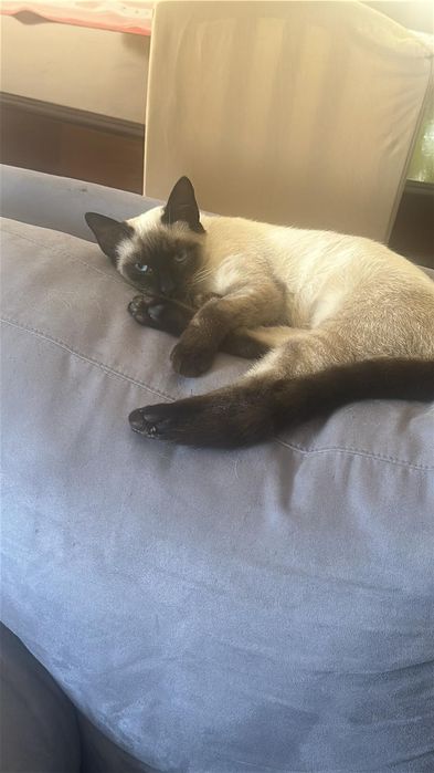 Adoção conjunta de gatinhos