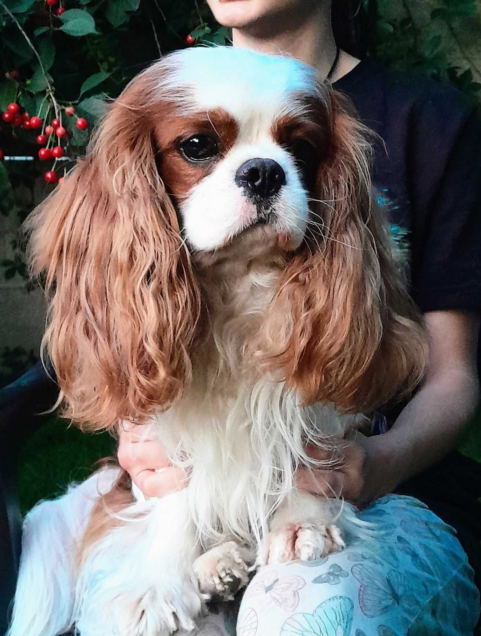 Cavalier King Charles Spaniel ZKwP FCI pies po przebadanych rodzicach