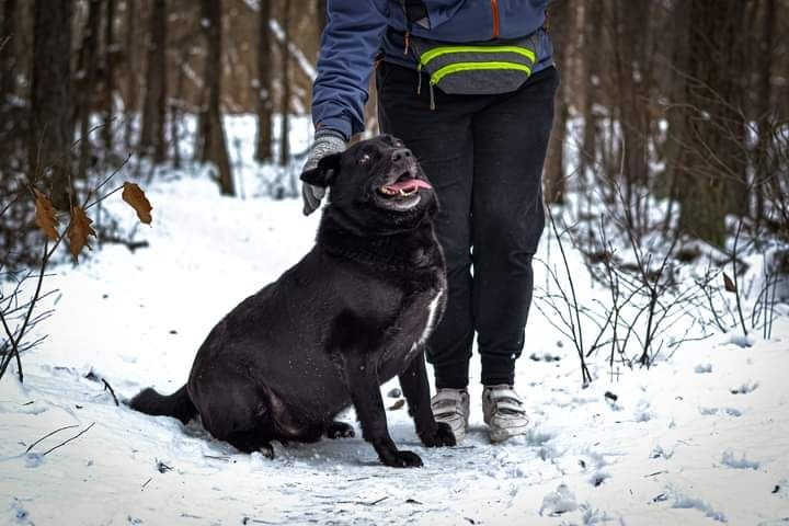 Młody, proludzki psiak w typie Labradora szuka DOMU! Adoptuj!