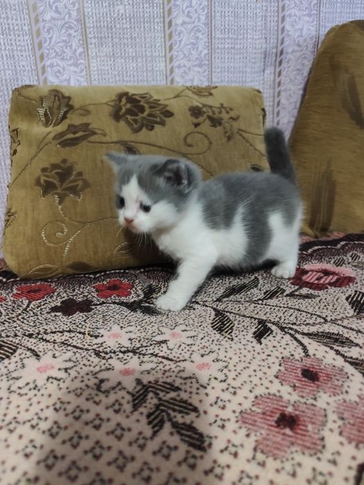 Кошечка мама веслоуха шотландка