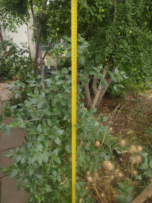 Саженцы зизифуса ( унаби)