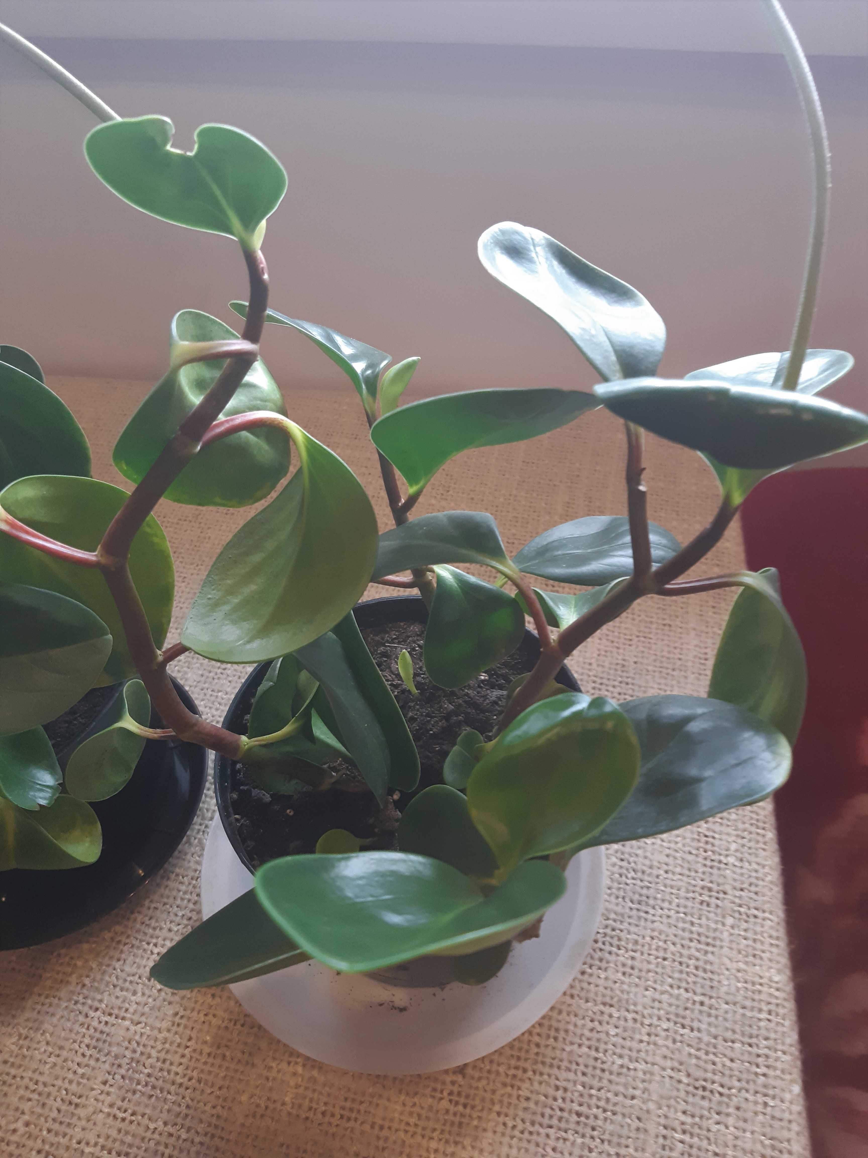 Komplet roślin : peperomia ,grubosz, kaktus ,kalanchoe, amarylis