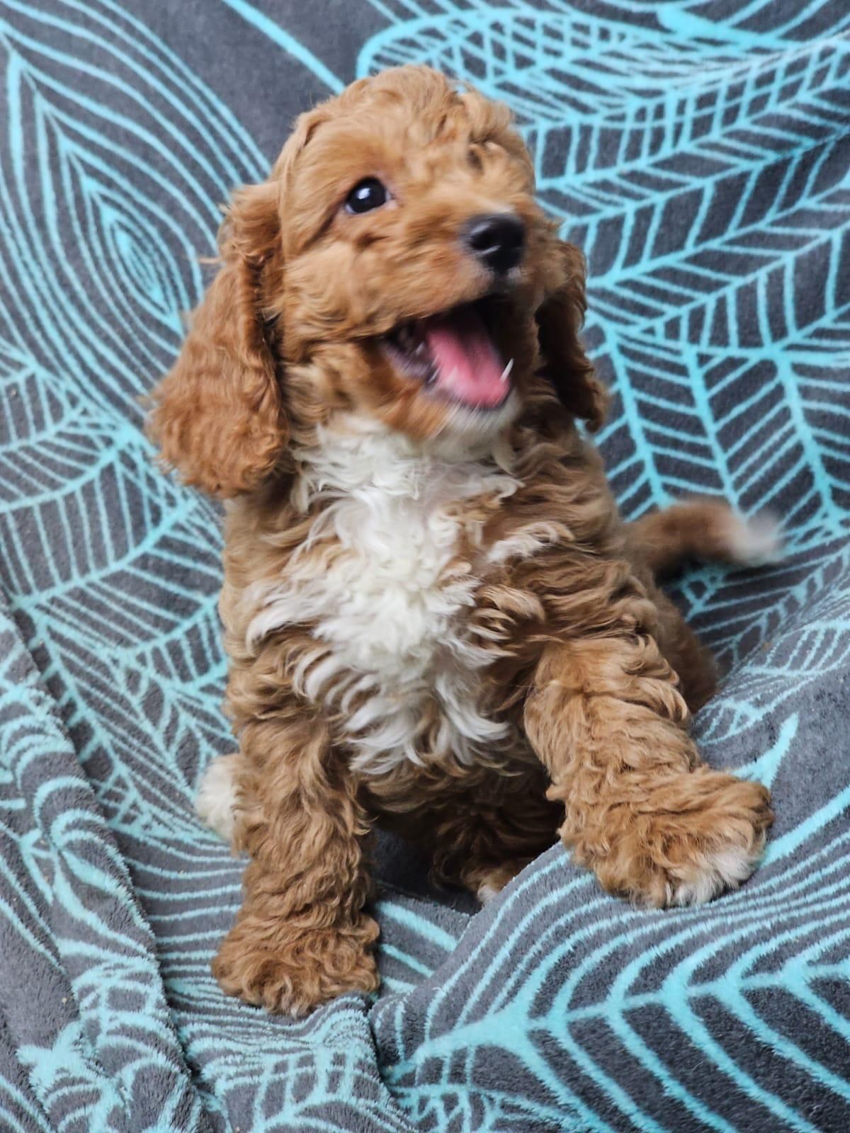 cavapoo szczeniak