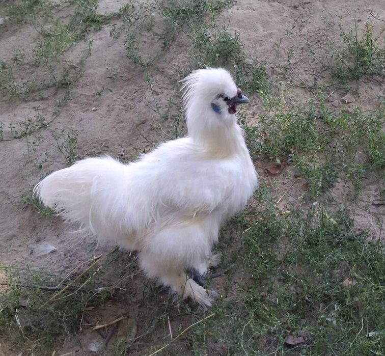 Продам курей породи Китайська пухова