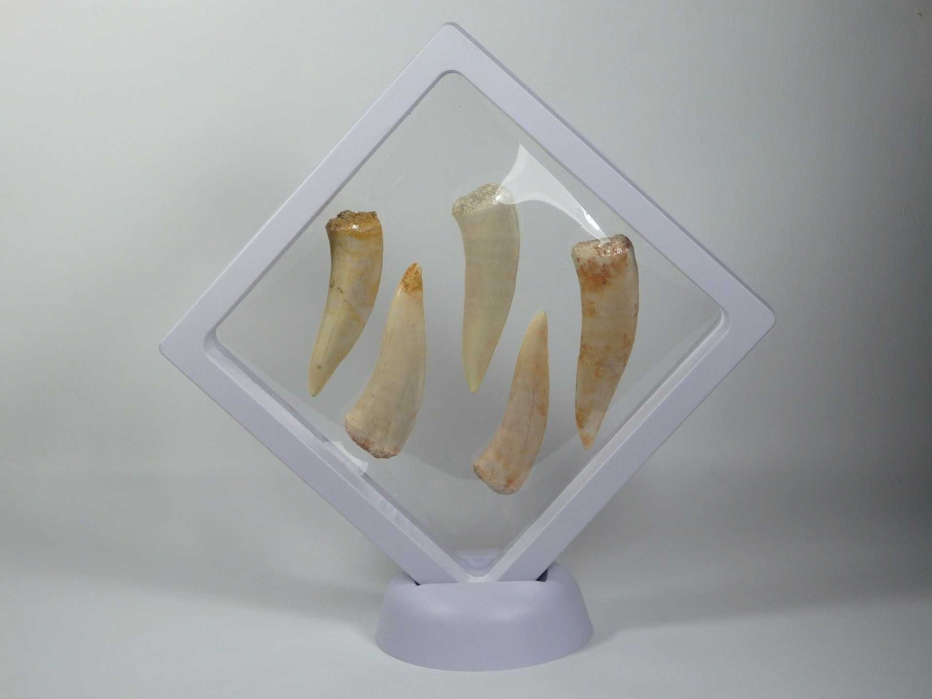 LOTE: 5 Fósseis Dentes "Enchodus libicum" (100,5-66 milhões de anos);