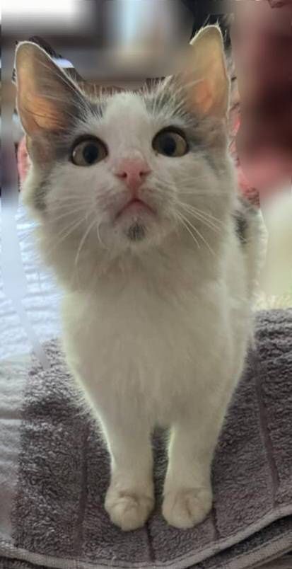 Котята, коты и кошки бесплатно