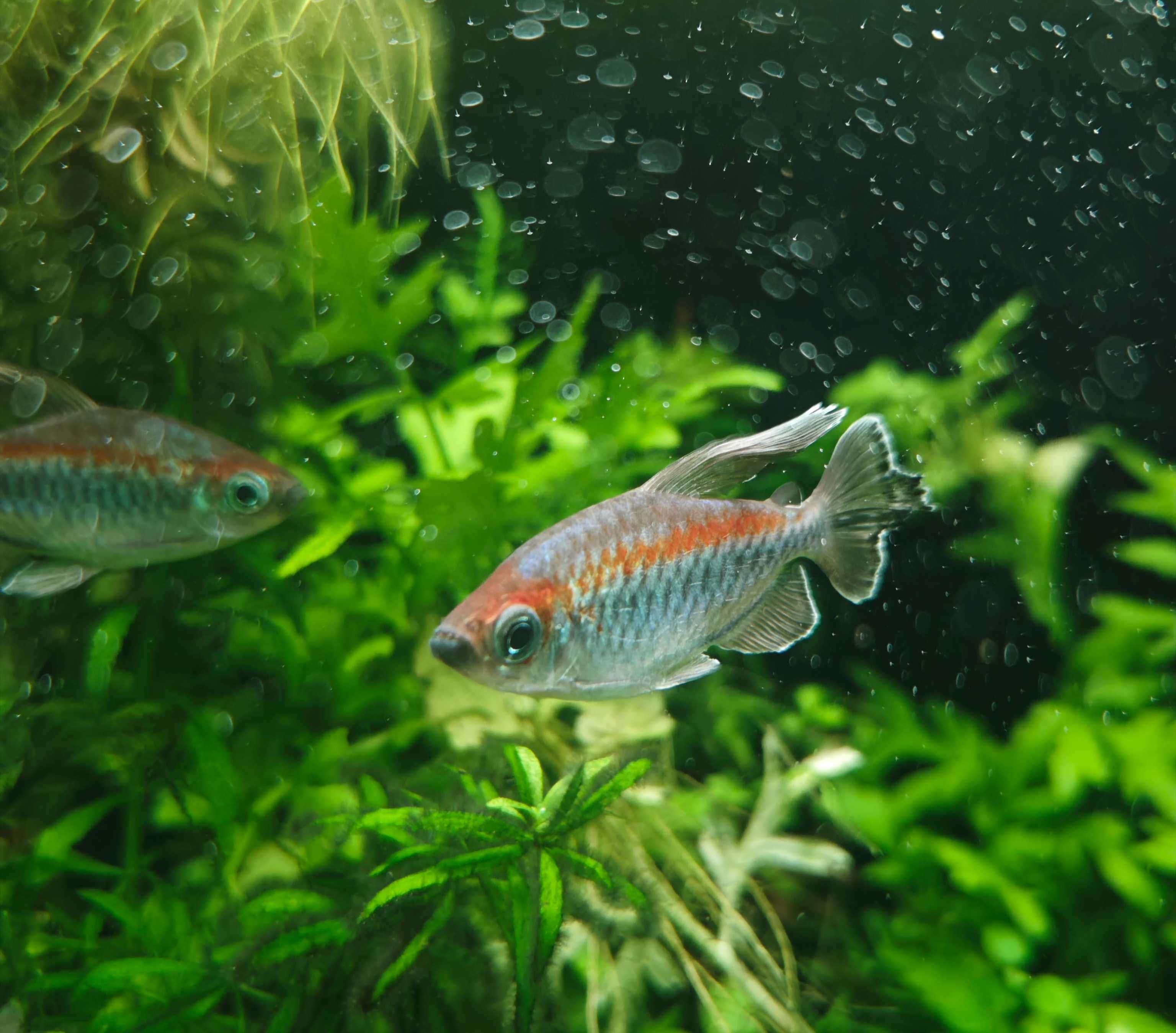 Swiecik kongijski (kongolanski) ryba, akwarium