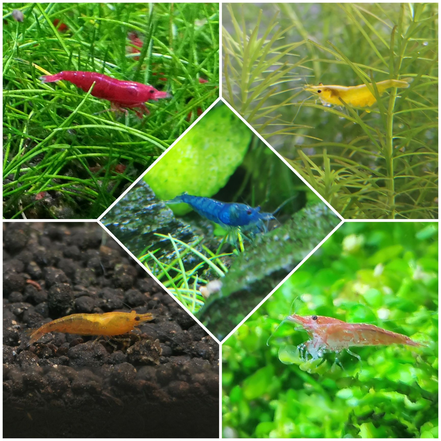 Krewetki neocaridina zestaw 5szt mix kolorów