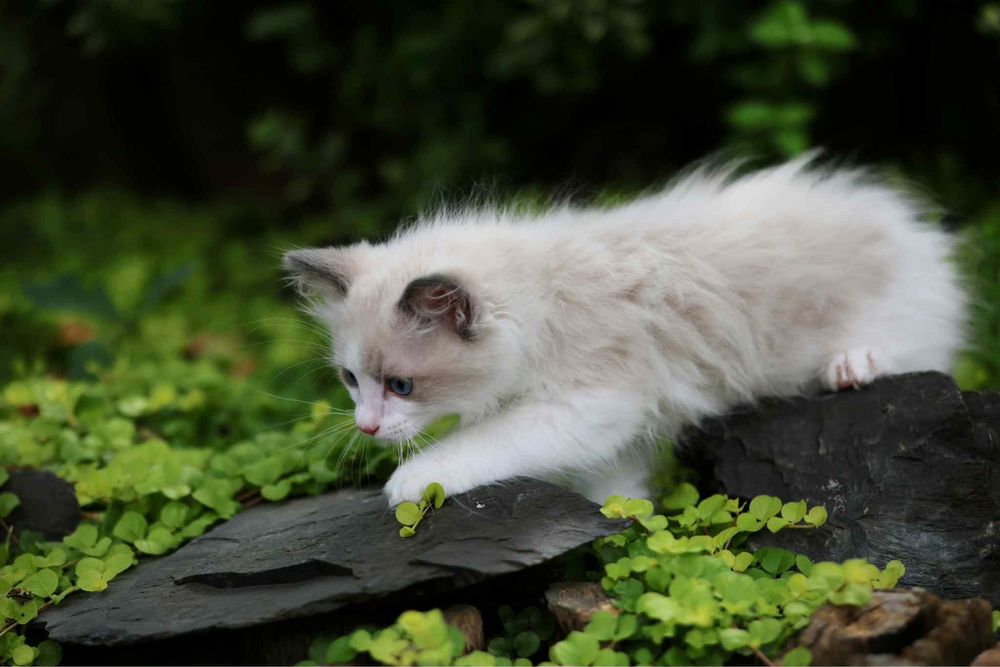 Ragdoll cudny chlopczyk :)