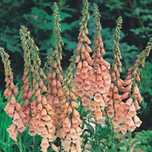 Naparstnica morelowa - Apricot Delight (Digitalis purpurea), dwuletnia