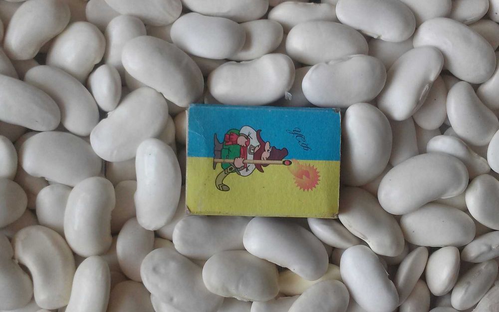 Квасоля на посадку - Ясь, Лімська тичні