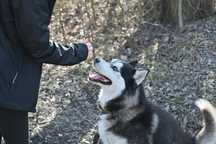 Cudowny, wokalizujący Siberian Husky do adopcji ze schroniska dla zwie