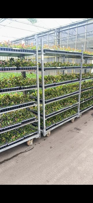 Głogownik Redrobin Photinia multiplat 104 szt