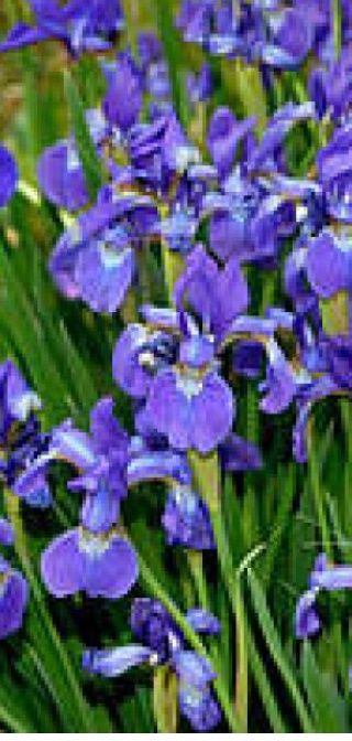 Ірис сибірський голубий