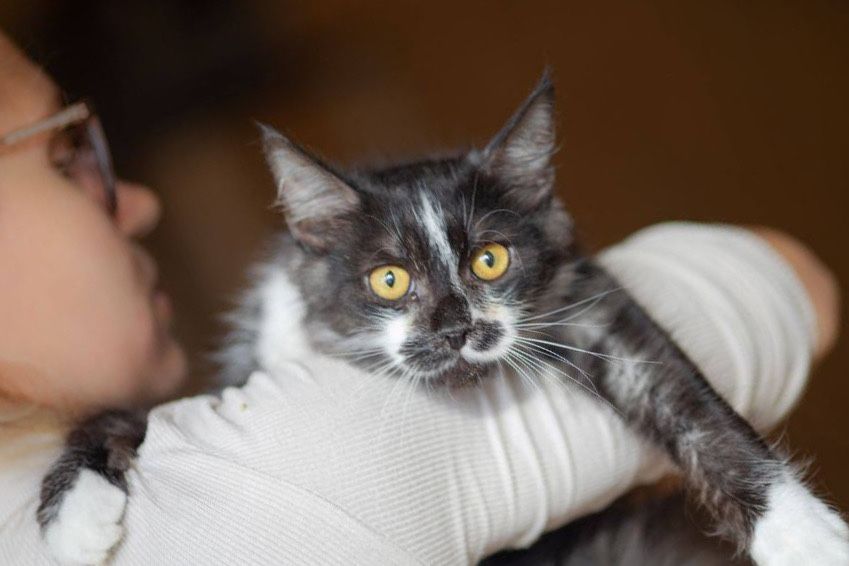 Бенедикт 1 год, котик толстячок