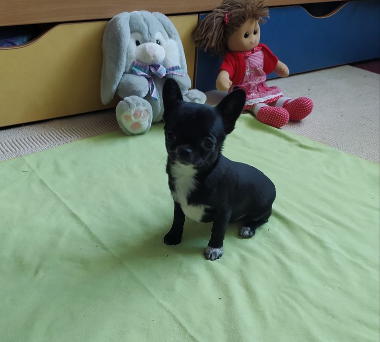 Продам цуценят чихуахуа.