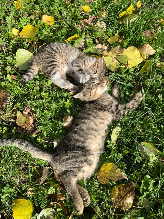 Oddam małe koty (kocury)